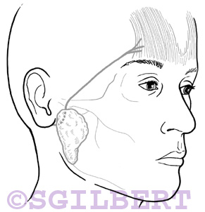 path of  frontal branch of  facial nerve